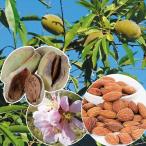 アーモンド ダベイ 1株 果樹苗 国華園