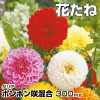 ダリア 種 ポンポン咲混合 1袋(300mg) たね 種子 ダリアの種 花の種 花たね