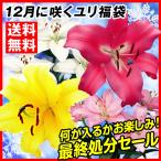 ユリ 球根 12月咲ユリ 最終特価福袋 (品種見計らい・