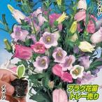 プラグ花苗つりがね草ミックス1トレ...
