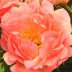 芍薬 ソルベット 1株 おとく情報