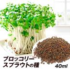 種 野菜たね ブロッコリースプラウト 1袋（40ml） 野菜の種 初めての方にもピッタリな少量販売 水だけ 簡単 夏休み 自由研究にも 国華園