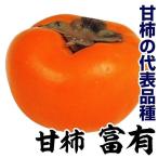 カキ甘柿富有1株果樹苗国華園