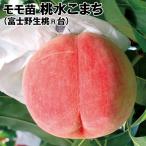 桃 苗木 苗 桃水こまち （富士野生桃R台） 1株 / ピーチ モモの木 果樹苗 国華園