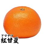 紅甘夏 1株 カンキツ 果樹苗 国華園