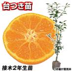 国華園果樹苗カンキツ温州みかん青島...