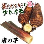 里いも種芋 唐の芋 500g / 里芋 里いも 里イモ さといも 種芋 タネイモ 家庭菜園 自家菜園 柔らかい おせち お雑煮 ズイキ 茎 美味しい 優秀 水盤仕立て