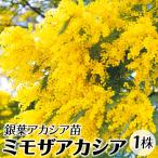 ショッピング花 ミモザアカシア 苗 苗木 1株 / ギンヨウアカシア 銀葉アカシア 落葉樹 庭木 植木 花木苗