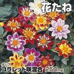 ダリア 種 たね コラレット咲混合 1袋(250mg) ダリアの種 花たね