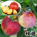 果樹苗スモモ秋姫1株
