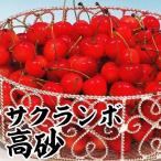 果樹苗サクランボ高砂1株