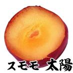 果樹苗スモモ太陽1株