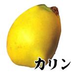 カリン 苗木 1株 果樹苗 国華園