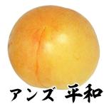 アンズ 苗木 平和 1株 果樹苗 国華園