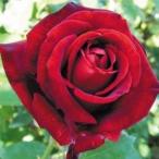 バラ苗 苗木 四季咲き大輪 イングリッドバーグマン 1株 / バラの苗 薔薇苗 薔薇の苗 HT ハイブリッドティーローズ