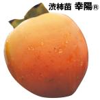 カキ渋柿幸陽R1株果樹苗国華園