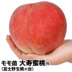 モモ 大寿蜜桃R （富士野生桃R台） 1株 果樹苗 国華園