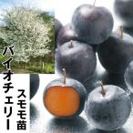 スモモバイオチェリー1株果樹苗国華園