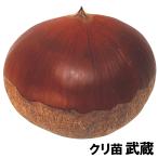 クリ 武蔵 1株 果樹苗 国華園 爆買