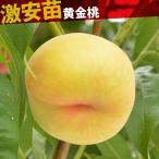 国華園 果樹苗 モモ 黄金桃 1株