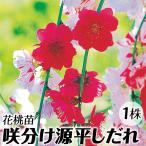 花桃 苗 苗木 咲分け源平しだれ 1株 / 花桃苗 花桃の苗 ハナモモ苗 ハナモモの苗 庭木 植木 花木苗