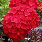 アジサイ 苗 マジカルルビーレッドPVP外 1株 紫陽花苗 花木苗 国華園