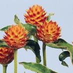  вид цветок .. тысяч день . orange 1 пакет (150mg)