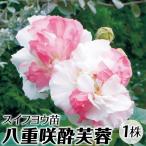 苗 苗木 八重咲酔芙蓉 1株 / 庭木 植木 花木苗 八重咲酔芙蓉苗 八重咲酔芙蓉の苗 スイフヨウ苗 スイフヨウの苗