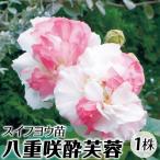 八重咲酔芙蓉 苗 苗木 1株 / スイフ