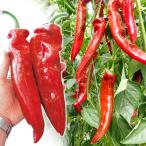  вид овощи .. зеленый перец F1parerumoRZ 1 пакет (5 шарик ).... вид страна ..