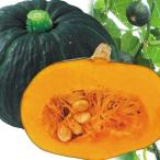  вид овощи .. Mini тыква F1.. становится marron Chan 1 пакет (10 шарик ).... вид страна ..