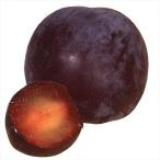 果樹苗スモモサンタローザ1株