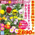 花苗 季節の花苗 6種以上 24ポット セット 秋冬 おまかせ ガーデニング 花壇 送料無料