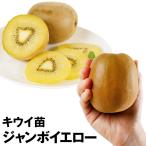キウイ ジャンボイエロー 1株 果樹