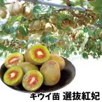 キウイ 選抜紅妃 3株 果樹苗 国華園