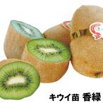 キウイ 香緑 1株 果樹苗 国華園