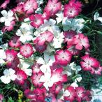 アグロステンマ 種 アグロステンマ混合 1袋(500mg) / アグロステンマの花 アグロステンマの種 ワイルドフラワー 花たね 花の種 種子 タネ 国華園