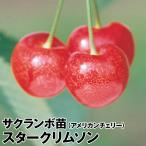  страна .. фруктовое дерево рассада sa Clan bo american Cherry Star k обод son1 АО 