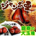 クリジャンボ栗3株果樹苗国華園