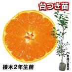国華園果樹苗カンキツ温州みかん興津...