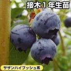 ブルーベリー サザンハイブッシュ系 オニール 接木1年生苗 1株 果樹苗 国華園