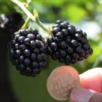  страна .. фруктовое дерево рассада ki клубника BlackBerry ..1 АО 