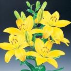 8月咲ユリ球根すかしユリ黄花6球百合