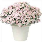 花苗 スーパーチュニアR ビスタシルバーベリーPVP 2株