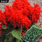 ケース花苗サルビアセントリー2ケース