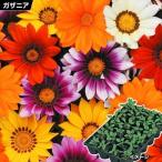 ケース花苗ガザニアニューディミック...