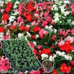 ケース花苗 ベゴニアミックス（無選別）1ケース（24株