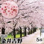 桜 苗 苗木 染井吉野 5株 / ソメイヨシノ さくら サクラ 桜の苗木 桜の木 庭木 植木 花木苗