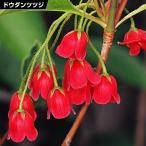 ドウダンツツジ 苗 苗木 紅更紗 2株 / 庭木 植木 花木苗 灯台躑躅苗 灯台躑躅の苗 ドウダンツツジ苗 ドウダンツツジの苗