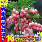 ドウダンツツジ 苗 苗木 口紅錦 2株 / 庭木 植木 花木苗 灯台躑躅苗 灯台躑躅の苗 ドウダンツツジ苗 ドウダンツツジの苗
